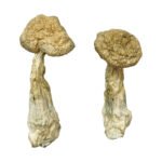 Leucistic Burma Magic Mushrooms