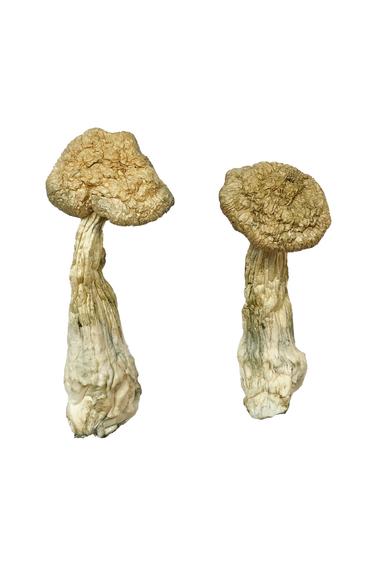 Leucistic Burma Magic Mushrooms online kaufen