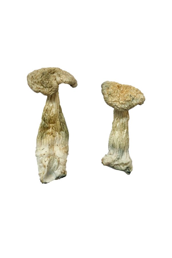 Leucistic Burma Shrooms