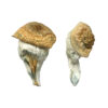 Mystery Fatass Magic Mushrooms