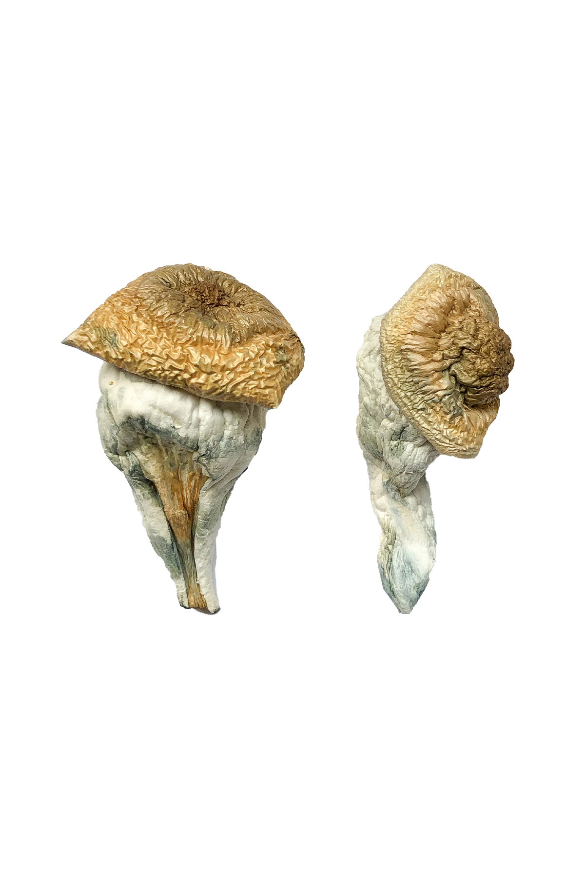 Buy Mystery Fatass Magic Mushrooms Online