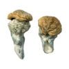 Mystery Fatass Shrooms