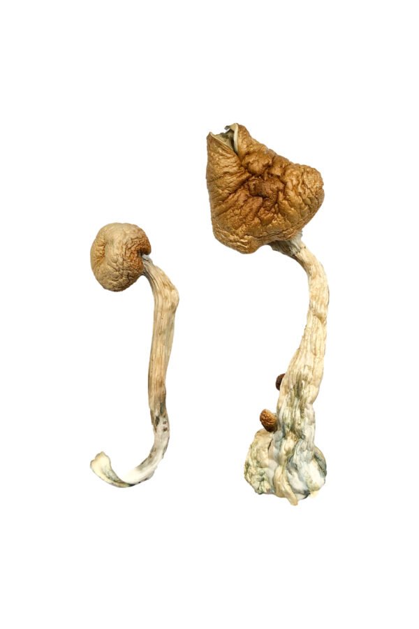African Transkei Magic Mushrooms 1