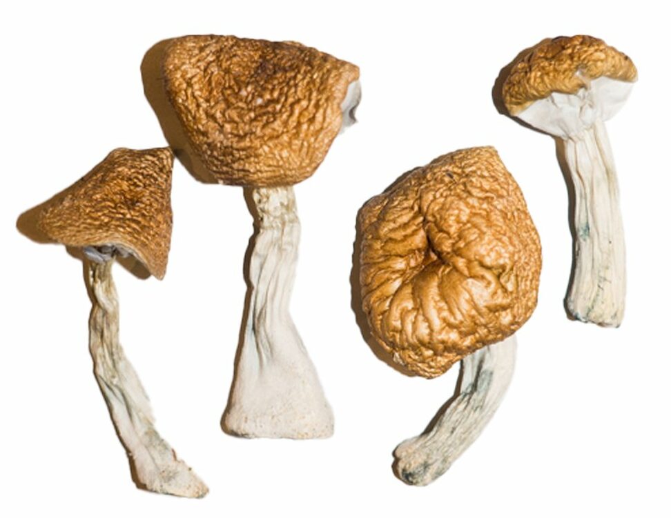 Burmese Magic Mushrooms