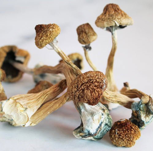 Cambodian Magic Mushrooms MMD Cambodian Magic Mushrooms MMD