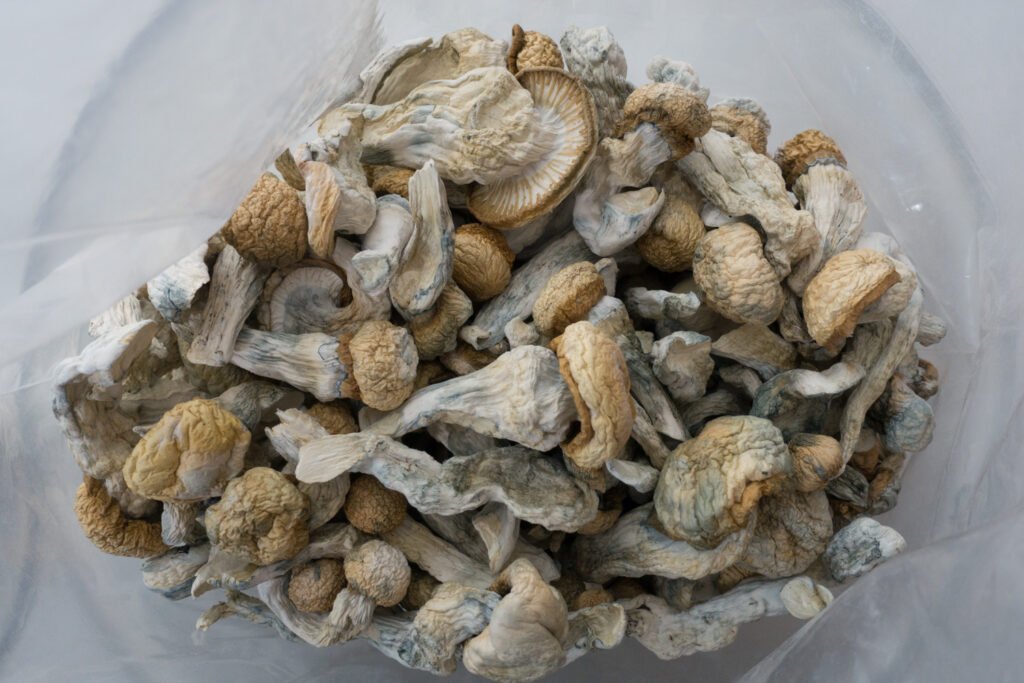 Penis Envy Magic Mushrooms Penis Envy Magic Mushrooms