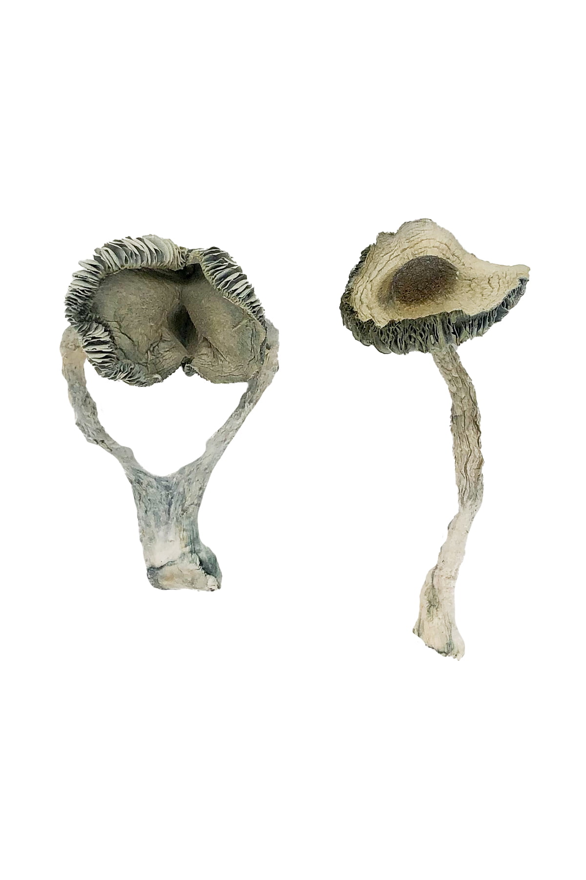 APEX Magic Mushrooms