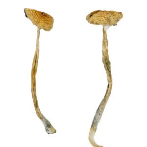 Nepal Chitwan Magic Mushrooms
