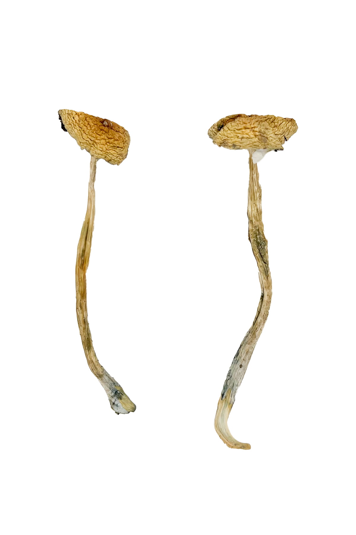 Nepal Chitwan Magic Mushrooms