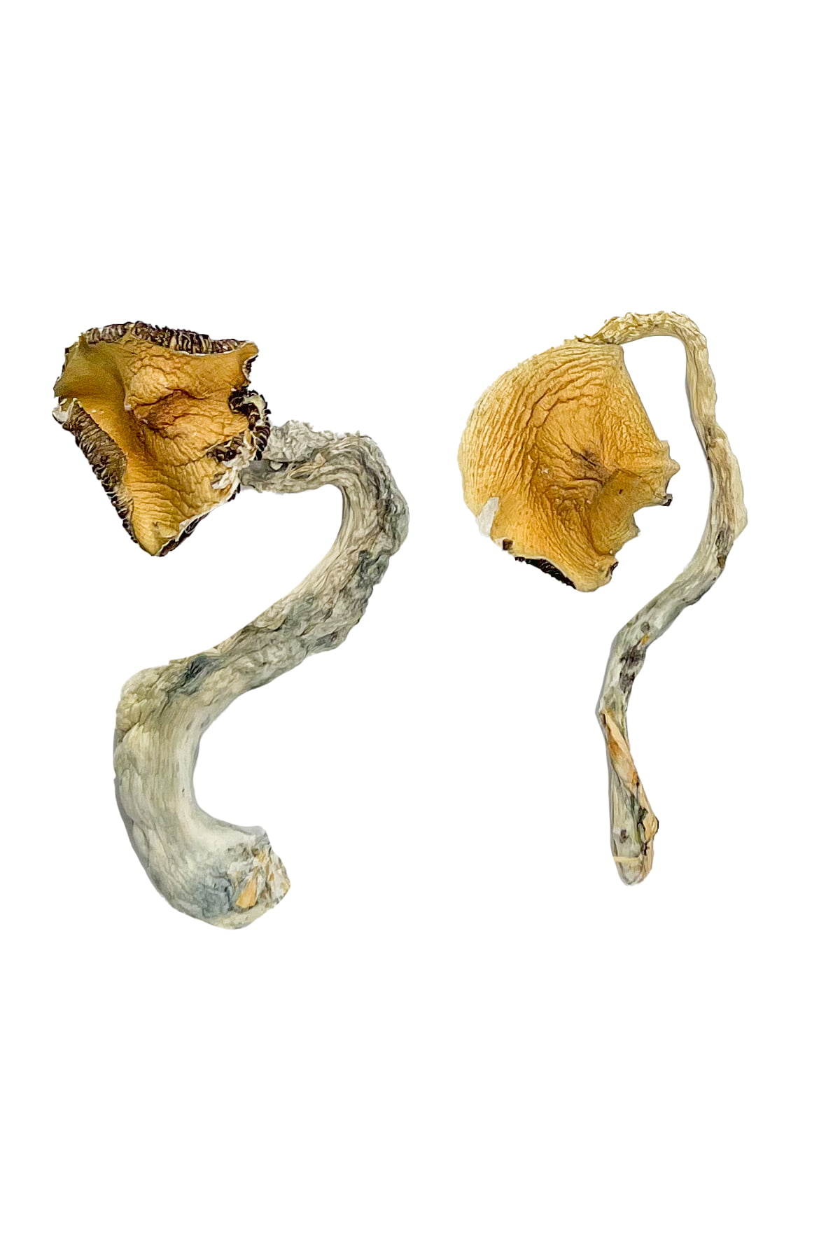 Buy Panama Magic Mushrooms online