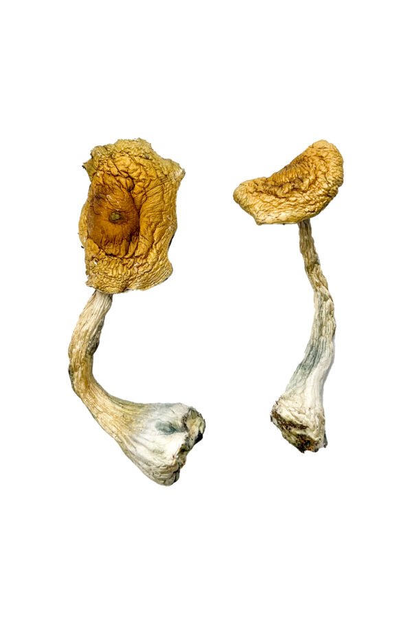 Buy Tidal Wave Magic Mushrooms online