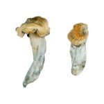 Gold Member Magic Mushrooms