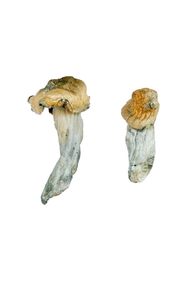 Gold Member Magic Mushrooms