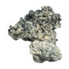 Enigma Magic Shrooms Strain