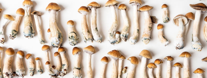 How Long Do Shrooms Stay In Your System