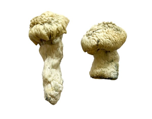 Shakti magic mushrooms
