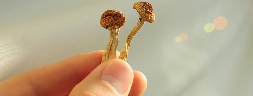 Store Magic Mushrooms In An Airtight Container