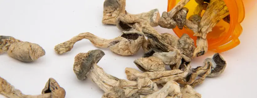 Where To Buy Magic Mushrooms 1