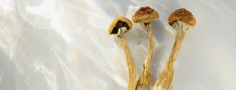 Where To Buy best Magic Mushrooms