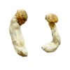 Yeti Shrooms