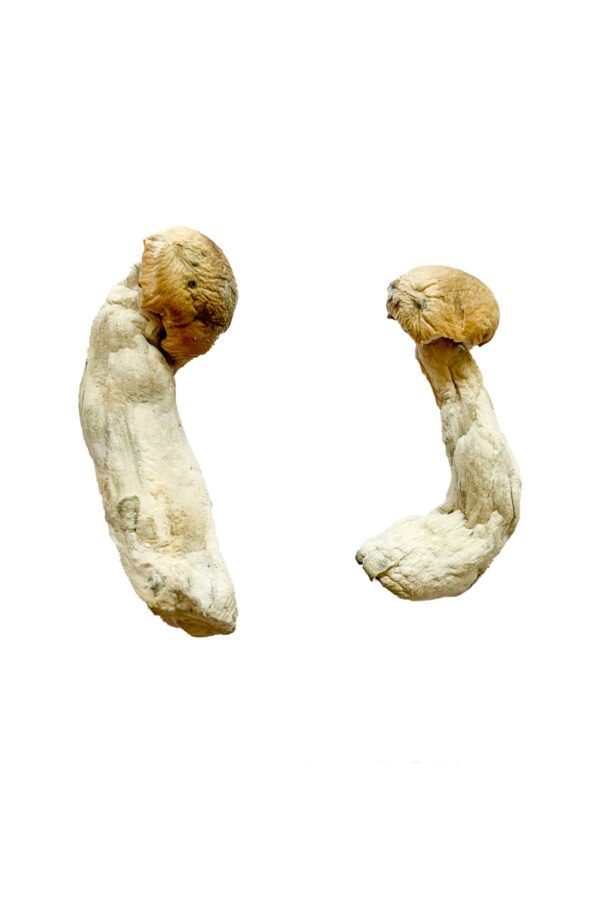 Yeti Shrooms