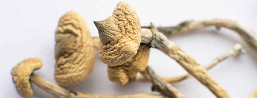 Albino Louisiana Magic Mushrooms