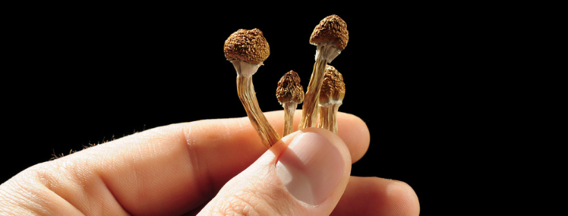 Benefits Of Magic Mushroom Edibles