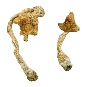 Entheogen Explosion Magic Mushrooms Strain