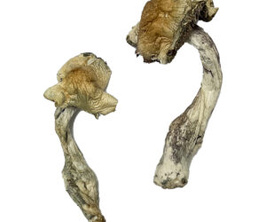 Gorlin Magic Mushrooms