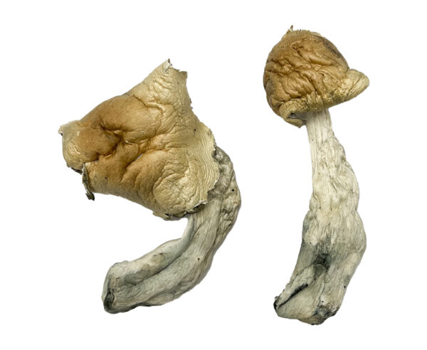 Gorlin Magic Shrooms Strain