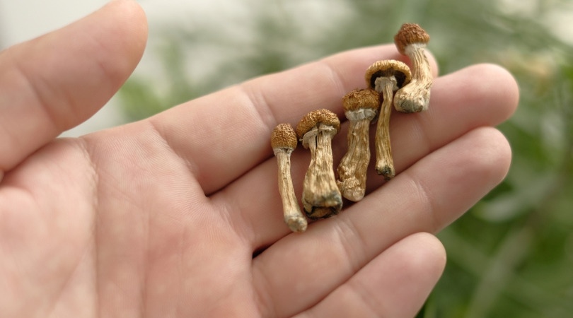 How To Consume Magic Mushroom Edibles