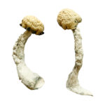 Trinity Magic Mushrooms Strain