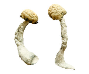 Trinity Magic Mushrooms