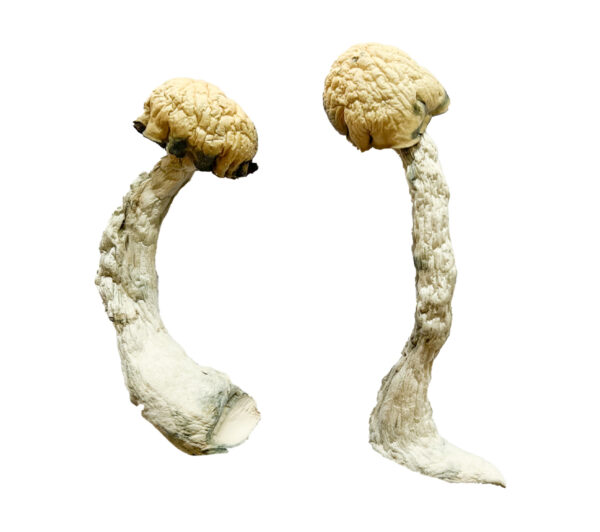 Trinity Magic Mushrooms Strain