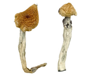 Aztec God Magic Mushrooms
