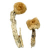Aztec God Shrooms