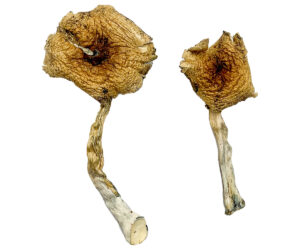 Ban Thurian Magic Mushrooms