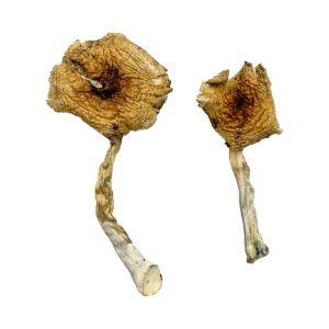 Ban Thurian Magic Mushrooms