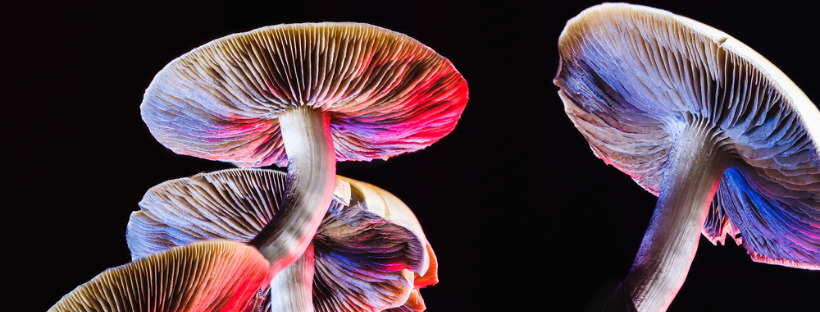 How Long Do The Effects Of Magic Mushrooms Last