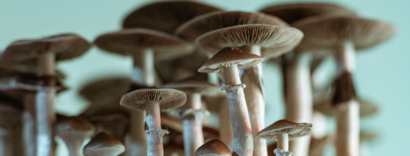 How To Take Magic Mushrooms