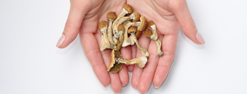 What Magic Mushrooms Do To Your Body