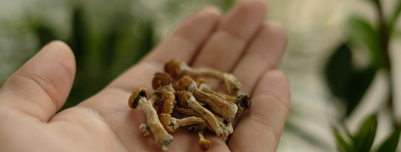 What Magic Mushrooms Do To Your Brain