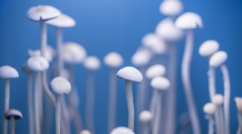 What Magic Mushrooms Do to Your Body And Brain