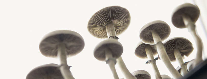 Where To Buy Magic Mushrooms