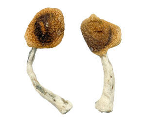 Ghelga Magic Mushrooms