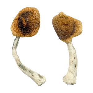 Ghelga Magic Mushrooms Strain