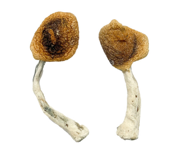 Ghelga Magic Mushrooms Strain