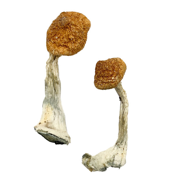 Ghelga Magic Shrooms Strain