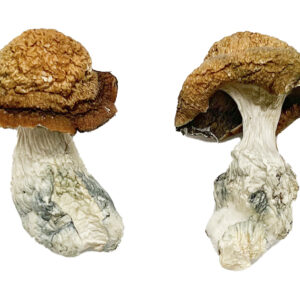 Makilla Gorilla Magic Mushrooms Strain