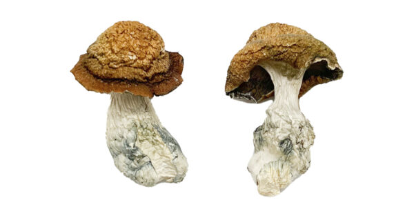 Makilla Gorilla Magic Mushrooms Strain